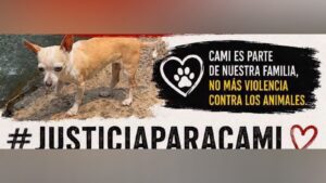 Perros mataron a “Cami” en Xalapa; buscan a los dueños