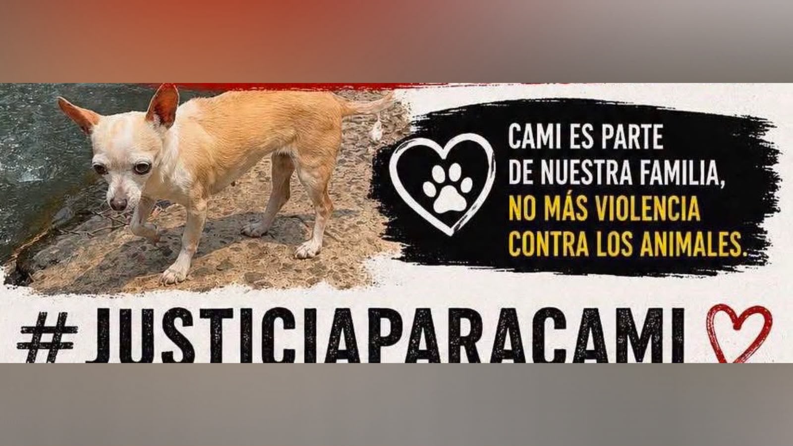 Perros mataron a “Cami” en Xalapa; buscan a los dueños
