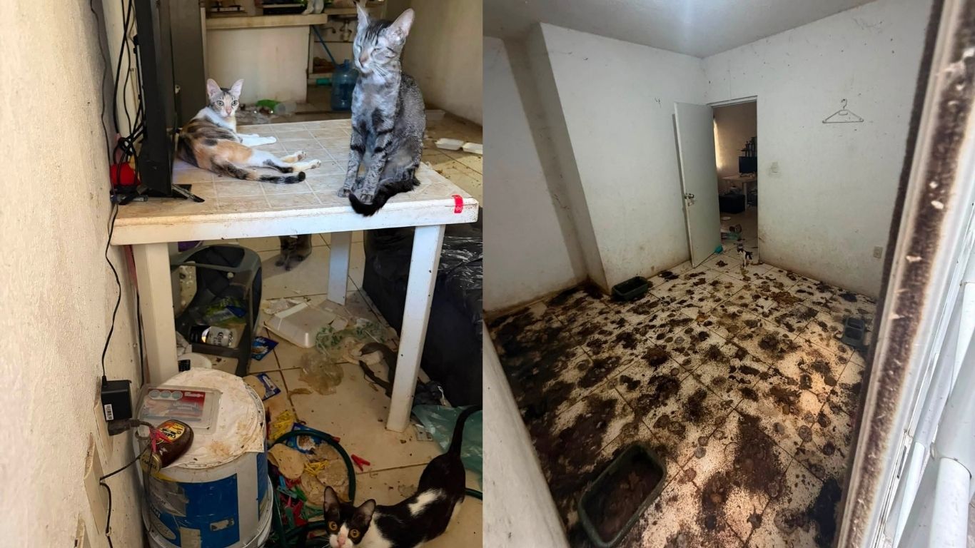 Ocho gatos, abandonados entre basura y excremento en Río Medio, Veracruz