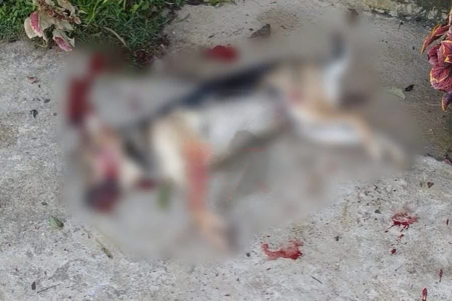 Matan a perro de un escopetazo en Tlaltetela, Veracruz