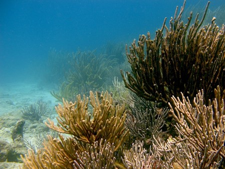 Acuario de Veracruz inicia programa para reproducir corales