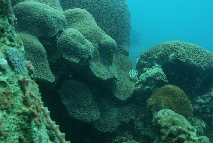 Acuario de Veracruz inicia programa para reproducir corales