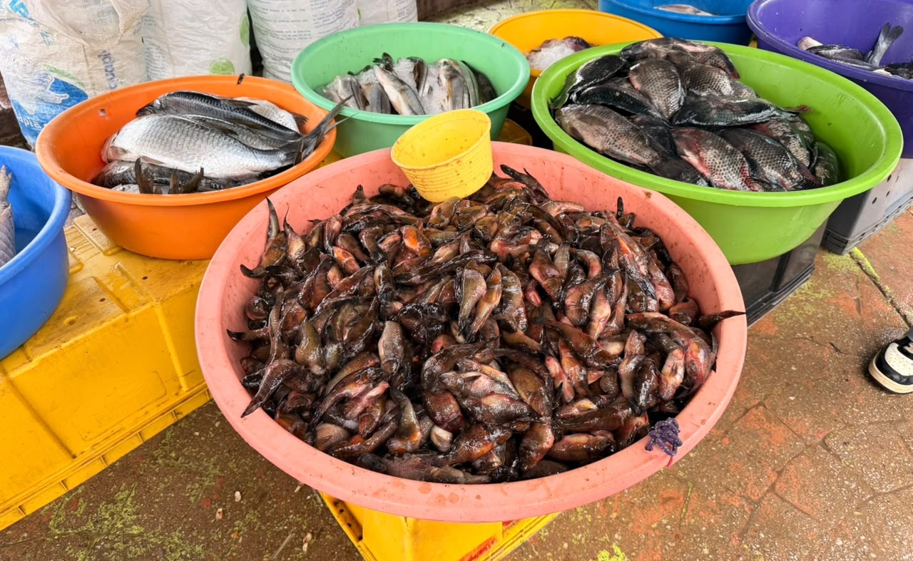 Crecida de ríos trae la temporada de nácaras a Minatitlán