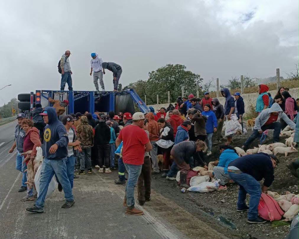 Rapiña tras volcadura de tráiler en Potrerillos; roban lechones de la unidad
