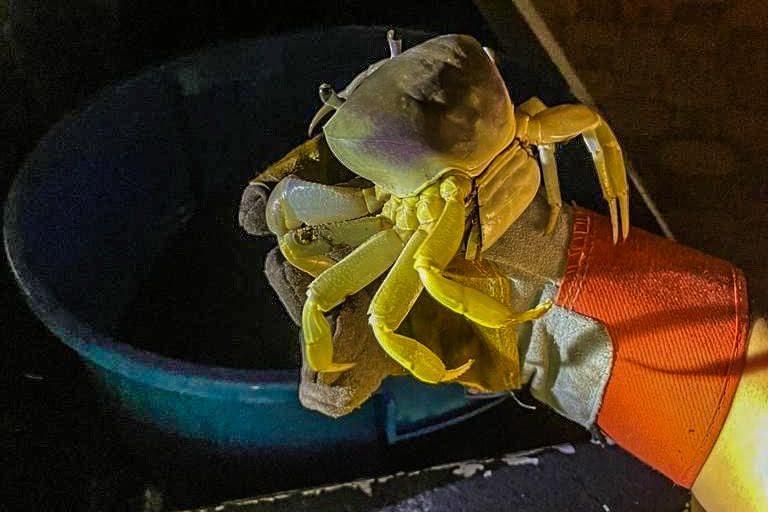 Buscan crear santuario del cangrejo azul en Alvarado; pescadores dejan de capturarlo