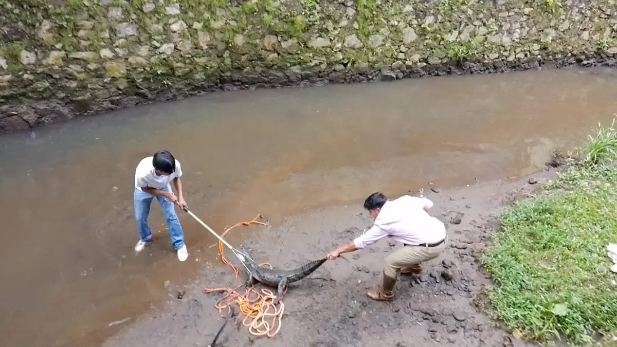 Capturan cocodrilo de un metro en el río San Antonio de Córdoba, Veracruz