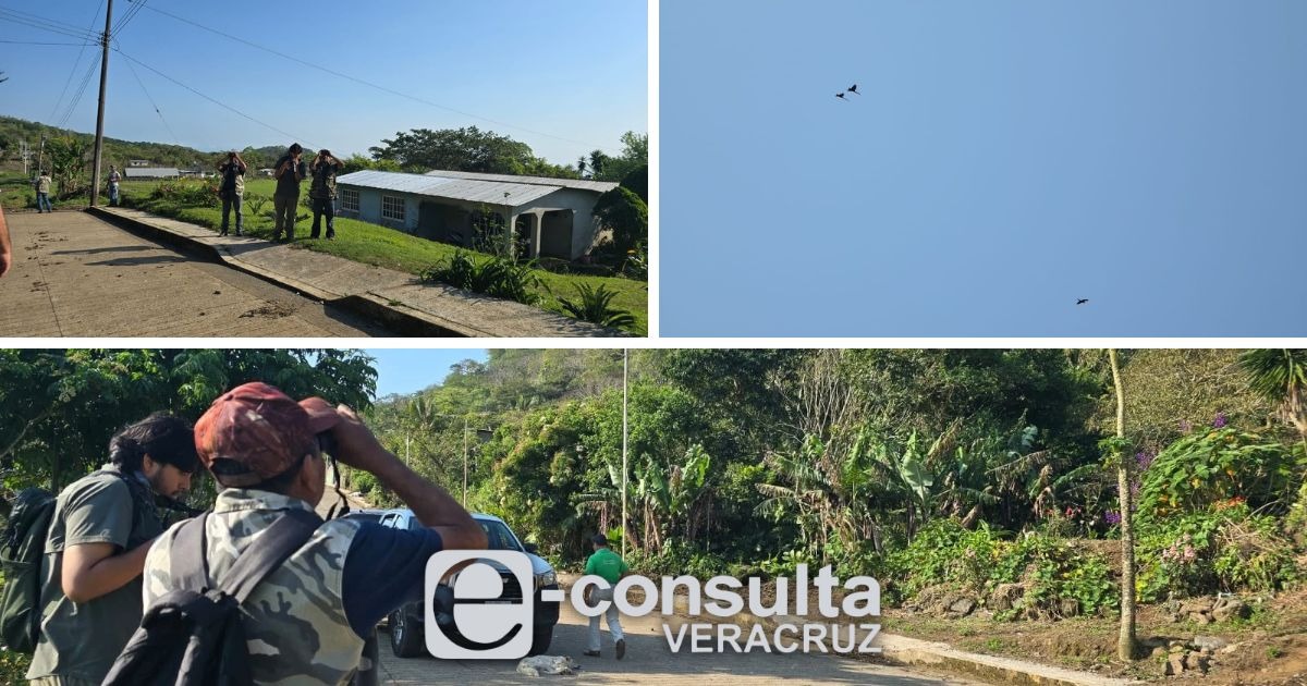 Guacamaya roja vuelve a Los Tuxtlas: tras liberar 200 ejemplares, ya nacen crías