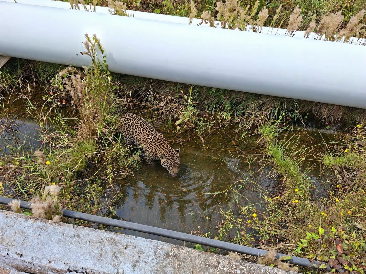 Sin confirmar, supuesto jaguar en zona industrial de Coatzacoalcos